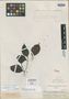 Emmotum glabrum Benth. ex Miers, BRAZIL, R. Spruce 3536, Isotype, F