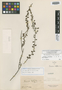 Krameria latifolia Moric., BRAZIL, J. S. Blanchet 2681, Isolectotype, F