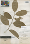 Lacistema orinocense Baehni, VENEZUELA, H. H. Rusby 180, Isotype, F