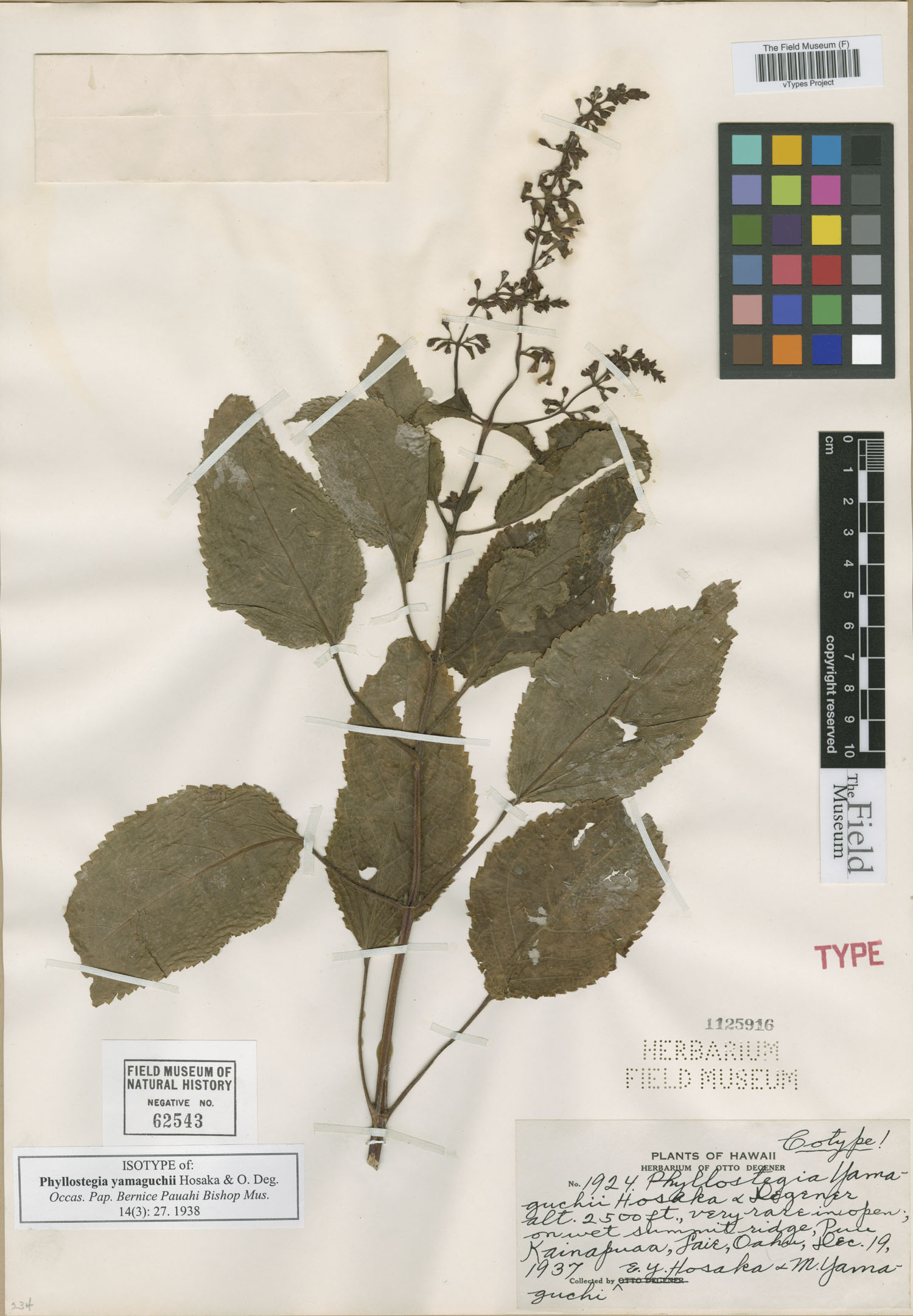 Phyllostegia x yamaguchii image