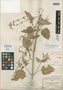 Salvia amissa Epling, U.S.A., C. G. Pringle s.n., Isotype, F