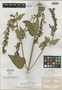 Salvia ancistrocarpha Fernald, Mexico, C. G. Pringle 8674, Isotype, F