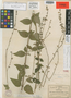 Salvia chapalensis Briq., Mexico, C. G. Pringle 4351, Isotype, F