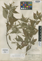 Salvia chiapensis Brandegee, MEXICO, C. A. Purpus 9208, Isotype, F