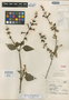 Salvia hintonii Epling, Mexico, G. B. Hinton 10150, Isotype, F