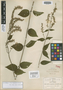 Salvia igualensis Fernald, Mexico, C. G. Pringle 8418, Isotype, F
