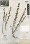 Salvia inornata Epling, MEXICO, C. A. Purpus 5678, Isotype, F