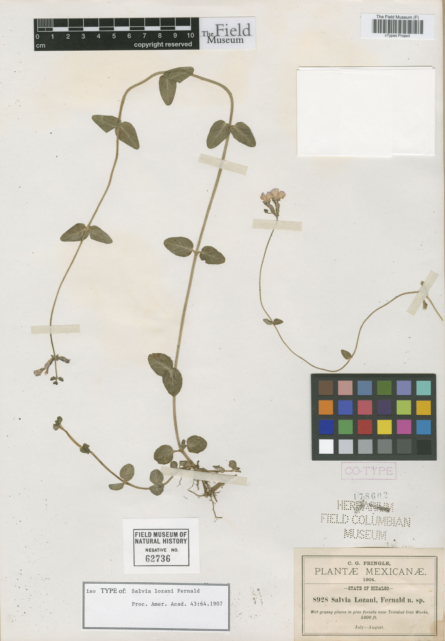 Salvia lozani image
