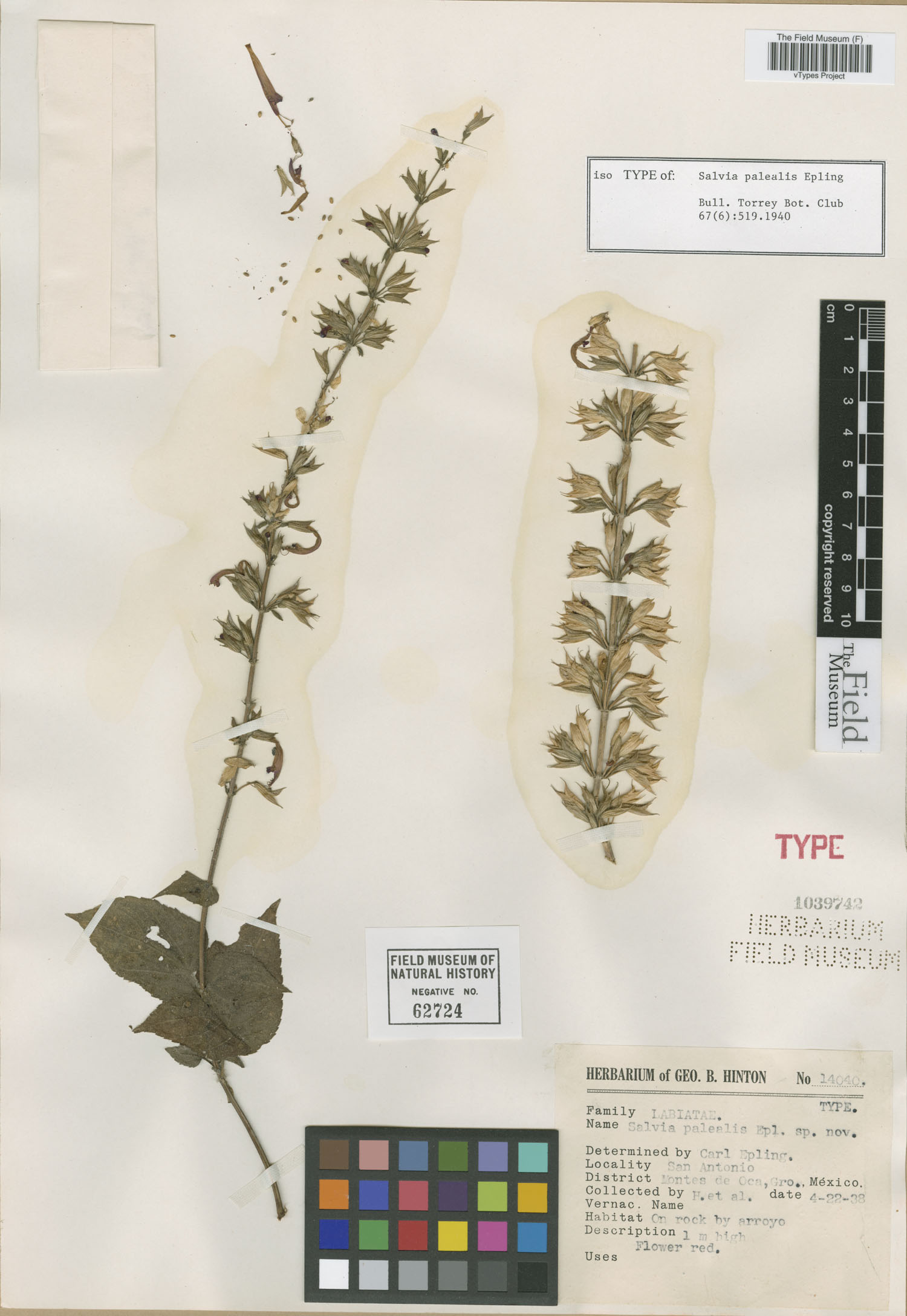 Salvia palealis image