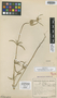 Acrotome lancifolia Bremek. & Oberm., SOUTH AFRICA, G. van Son 25919, Isotype, F