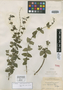 Salvia tepicensis Fernald, Mexico, E. Palmer 1984, Isotype, F