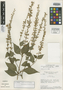 Salvia calcicola Harley, BRAZIL, H. S. Irwin 12026, Isotype, F