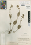 Salvia campicola Briq., PARAGUAY, É. Hassler 7019, Isotype, F