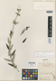 Salvia flocculosa Benth., ECUADOR, K. T. Hartweg 1347, Isotype, F