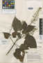 Salvia gracilipes Epling, VENEZUELA, J. A. Steyermark 56540, Isotype, F