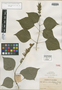 Salvia secundiflora Rusby, COLOMBIA, Herb. H. Smith 567, Isotype, F