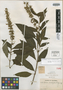 Salvia viridifolia Rusby, COLOMBIA, Herb. H. Smith 1381, Isotype, F