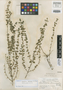 Scutellaria bartlettii image