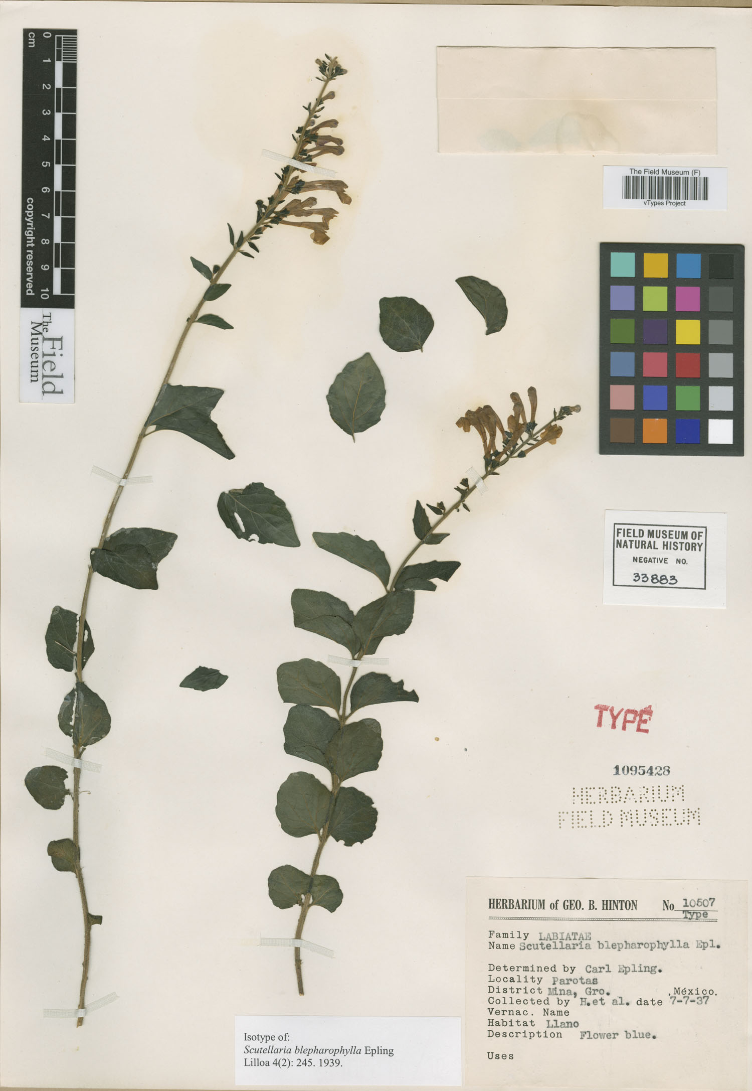 Scutellaria blepharophylla image