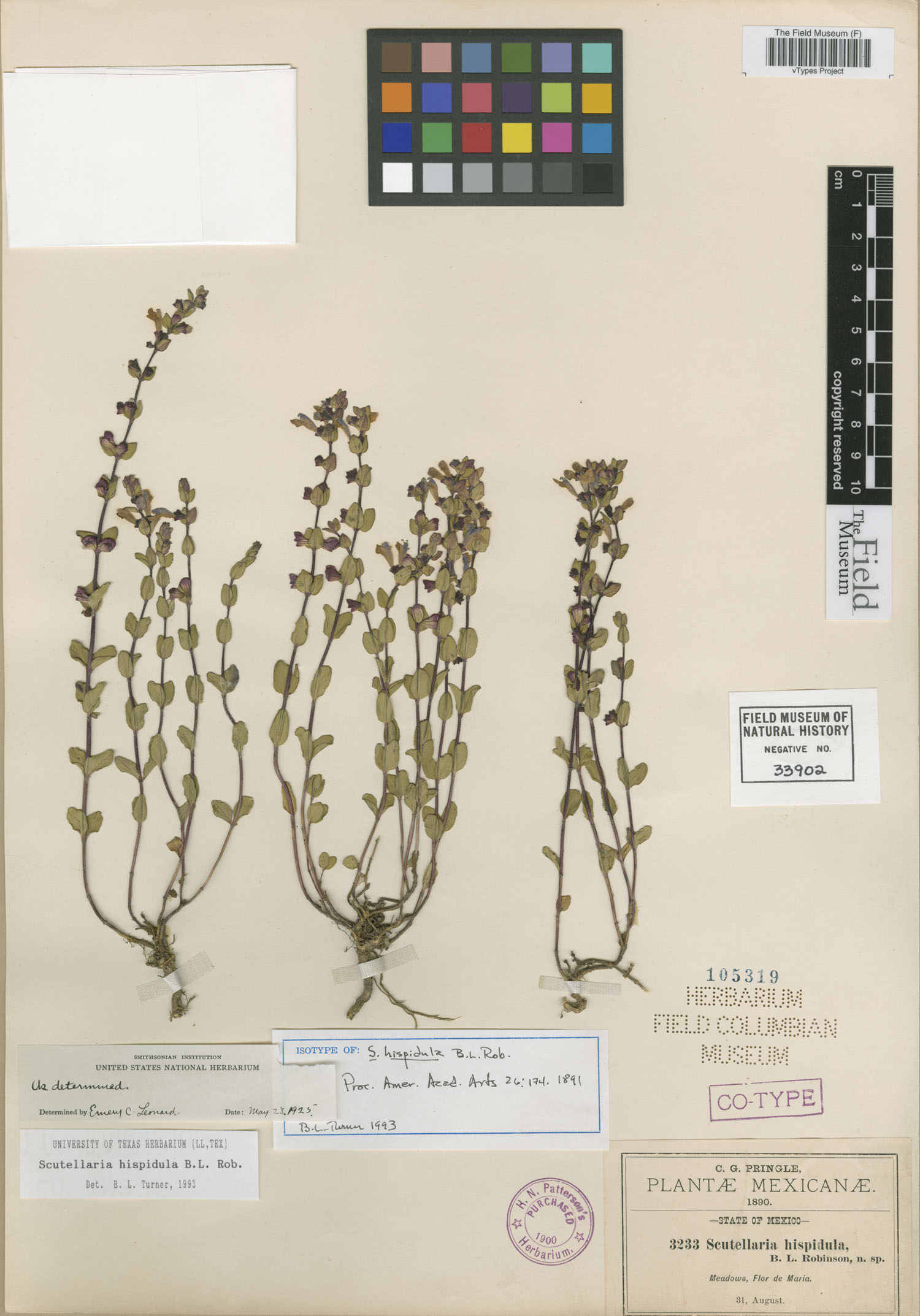 Scutellaria hispidula image