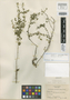 Scutellaria monterreyana image