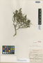 Scutellaria suffrutescens image