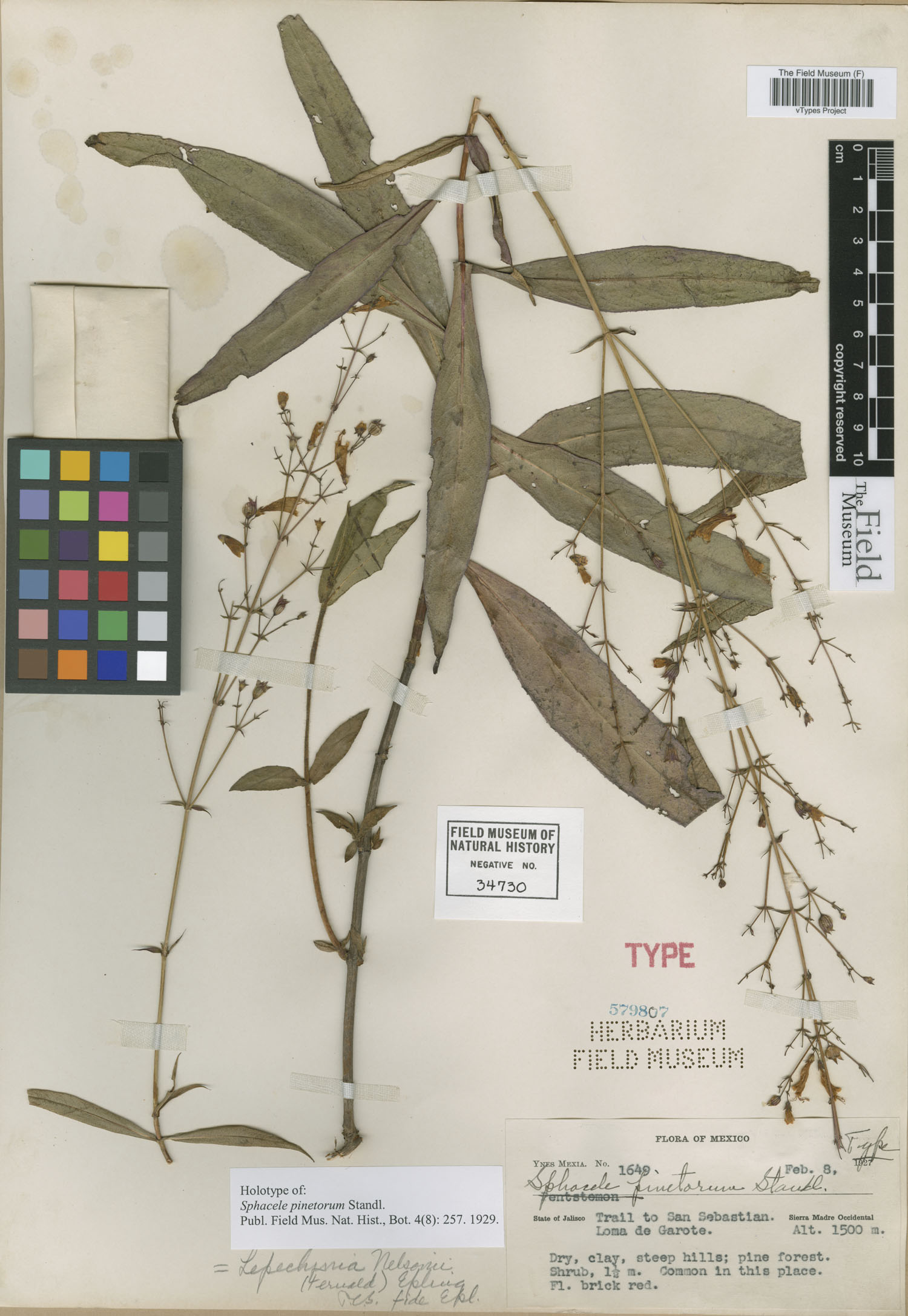 Lepechinia nelsonii image