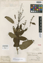 Sphacele speciosa A. St.-Hil. ex Benth., BRAZIL, A. F. C. P. de Saint-Hilaire 528, Isotype, F