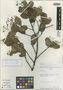 Nectandra bicolor image