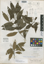 Nectandra minima Rohwer, A. H. Curtiss 526, Holotype, F