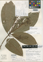 Persea silvatica van der Werff, COSTA RICA, G. E. Schatz 964, Isotype, F