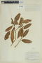 Miconia ciliata (Rich.) DC., SURINAME, F