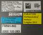 FMNHINS105083 Eurhopalothrix mabuya PT L