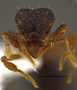 FMNHINS105083 Eurhopalothrix mabuya PT H
