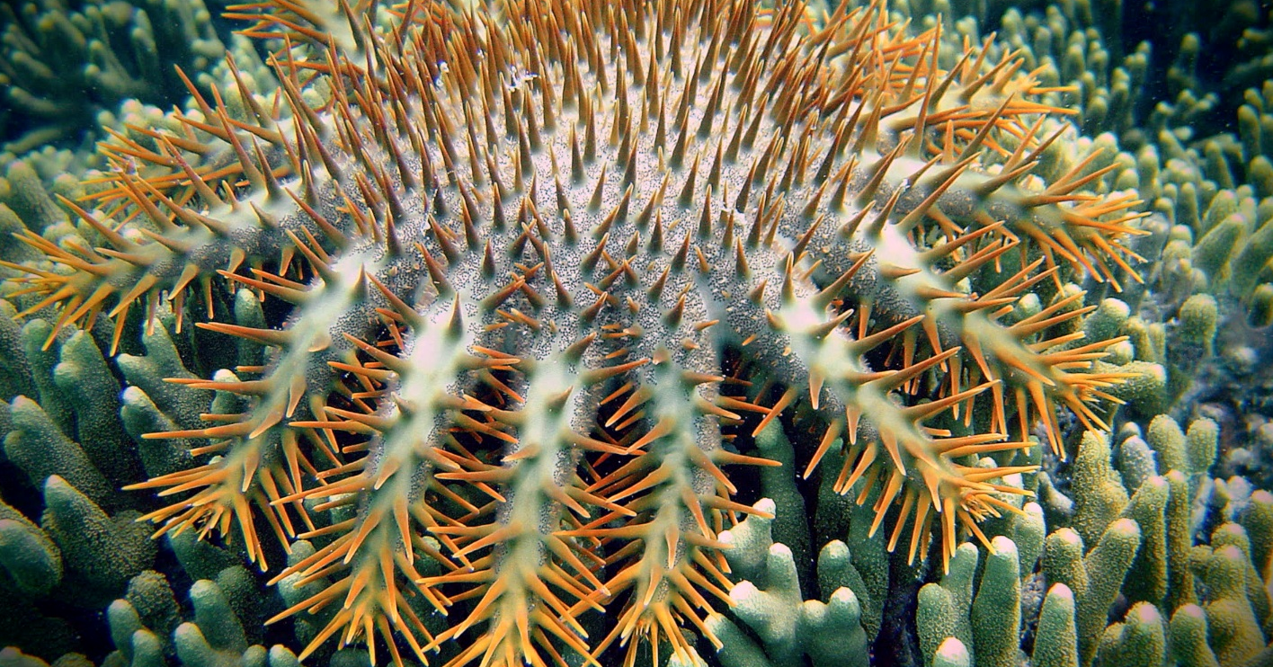 FIJI'S CROWN OF THORNS Field Revealed website thumbnail for video pages. | http://fieldmuseum.org/explore/multimedia/video-na-bula-fijis-crown-thorns
