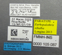 FMNHINS105087 Eurhopalothrix xibalba L