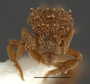FMNHINS105087 Eurhopalothrix xibalba H