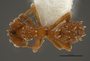 FMNHINS105087 Eurhopalothrix xibalba D