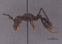 FMNHINS88689 P Paraponera clavata