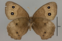 124034 Cercyonis pegala v IN