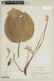 Monolena primuliflora Hook. f., PERU, F
