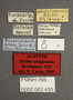 63455 Piestus strigipennis ST labels IN