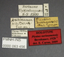 63456 Piestus surinamensis HT labels IN