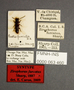 63460 Zirophorus furcatus ST labels IN