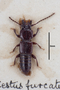 63460  Zirophorus furcatus ST d IN