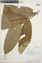 Guarea grandifolia DC., Peru, L. Valenzuela G. 9455, F