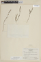 Siphanthera cordifolia (Benth.) Gleason, VENEZUELA, F