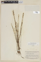 Siphanthera cordifolia (Benth.) Gleason, GUYANA, F