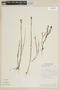 Siphanthera cordifolia (Benth.) Gleason, GUYANA, F