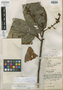 Pleurothyrium bracteatum van der Werff, COLOMBIA, A. E. Lawrance 619, Isotype, F